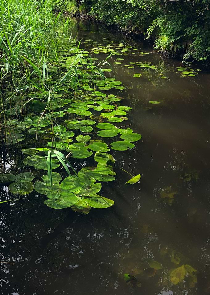 Serene Canal with Lily Pads and Reeds
