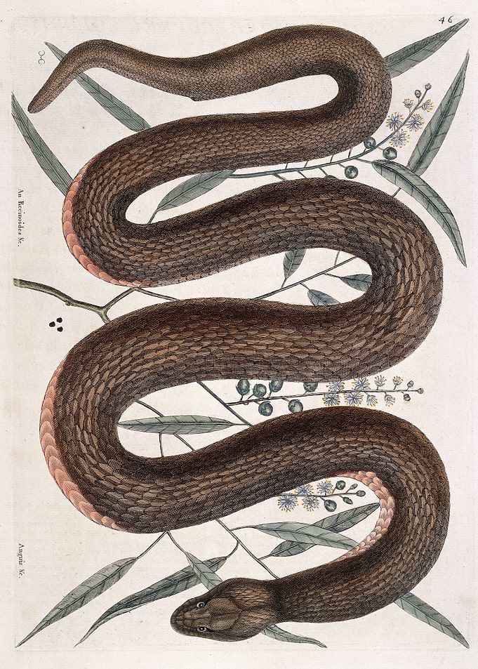 Vintage Snake and Botanical Illustration