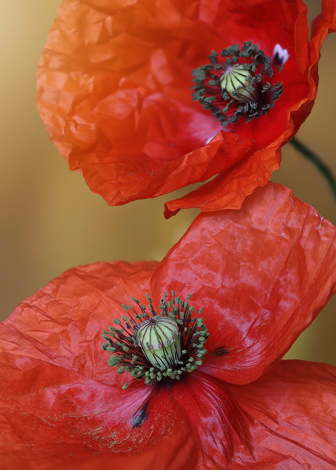Close-up of two red poppies