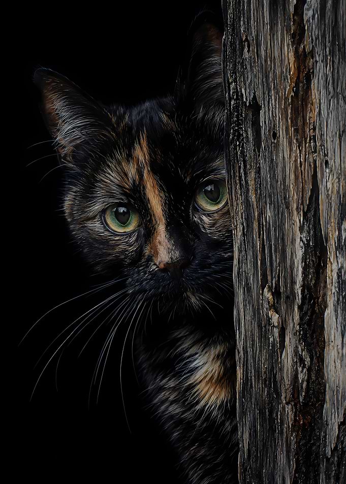 Tortoiseshell Cat Peeking from Behind Wood