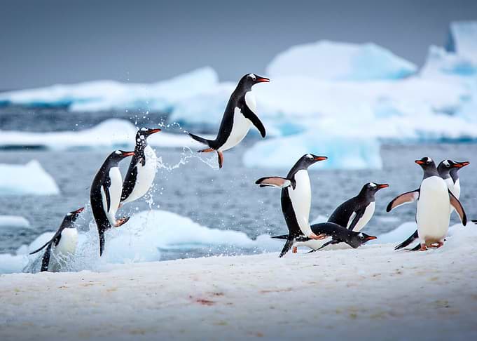 Penguins jumping out of water