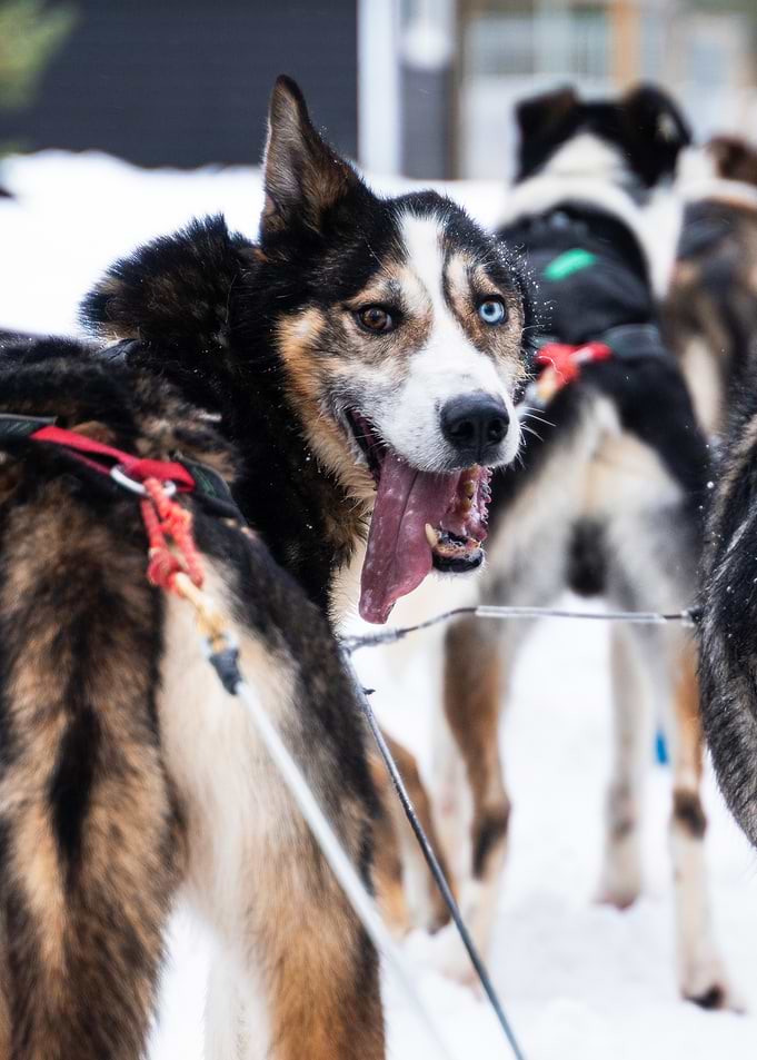 Husky dogs in harness in snow