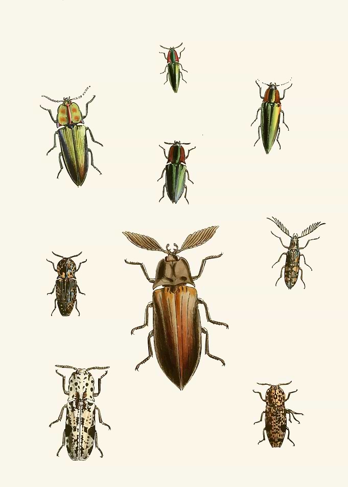 Collection of Illustrated Beetles by: John Obadiah Westwood