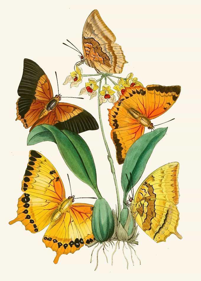 Butterflies on Orchid by: John Obadiah Westwood