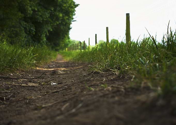 Dirt Path Through Greenery
