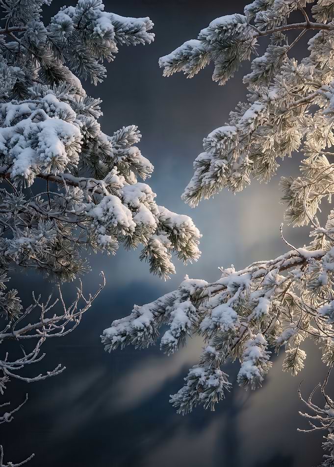 Snow-covered pine branches against a dark sky