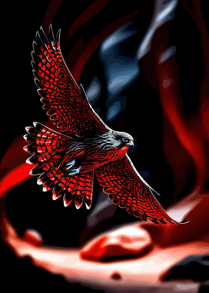 Red Hawk in Flight