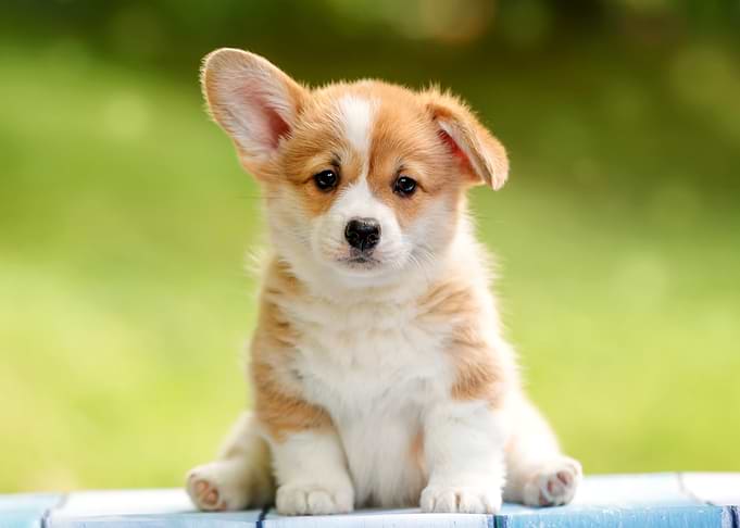 Cute Corgi Puppy Sitting Outdoors
