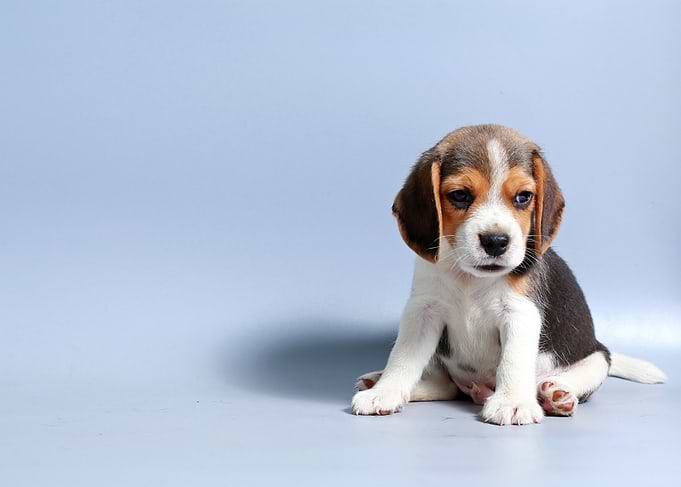 Cute Beagle Puppy Sitting
