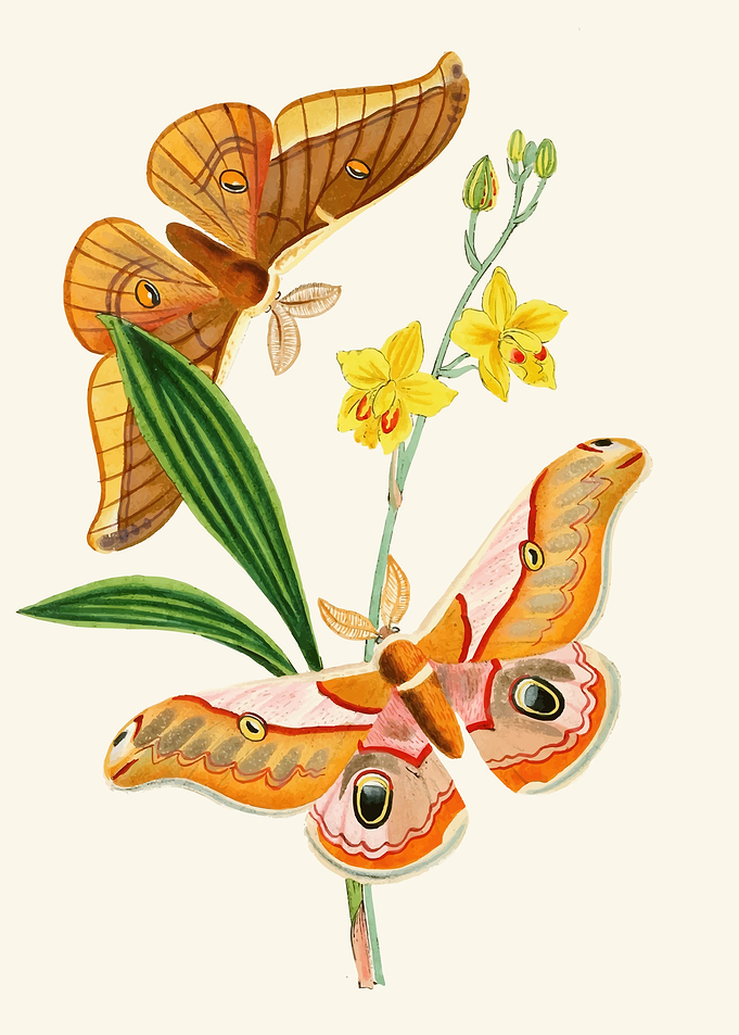 Moths and Yellow Orchids by: John Obadiah Westwood