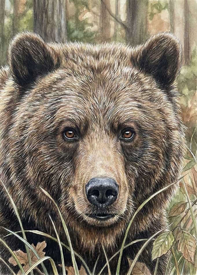 Close-up of a Brown Bear in a Forest