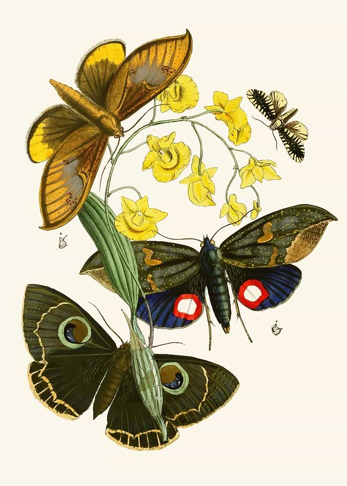 Vintage Butterfly and Orchid Illustration by: John Obadiah Westwood