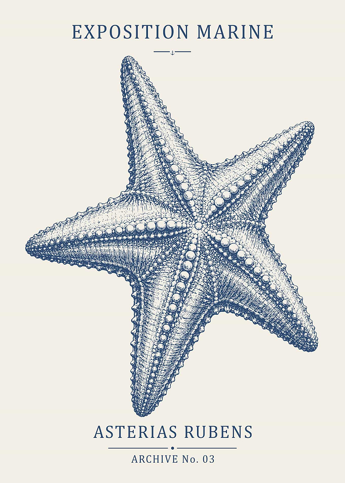 Vintage Starfish Poster – Marine Natural History Wall Art