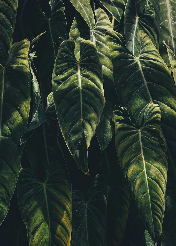 Lush Green Tropical Leaves