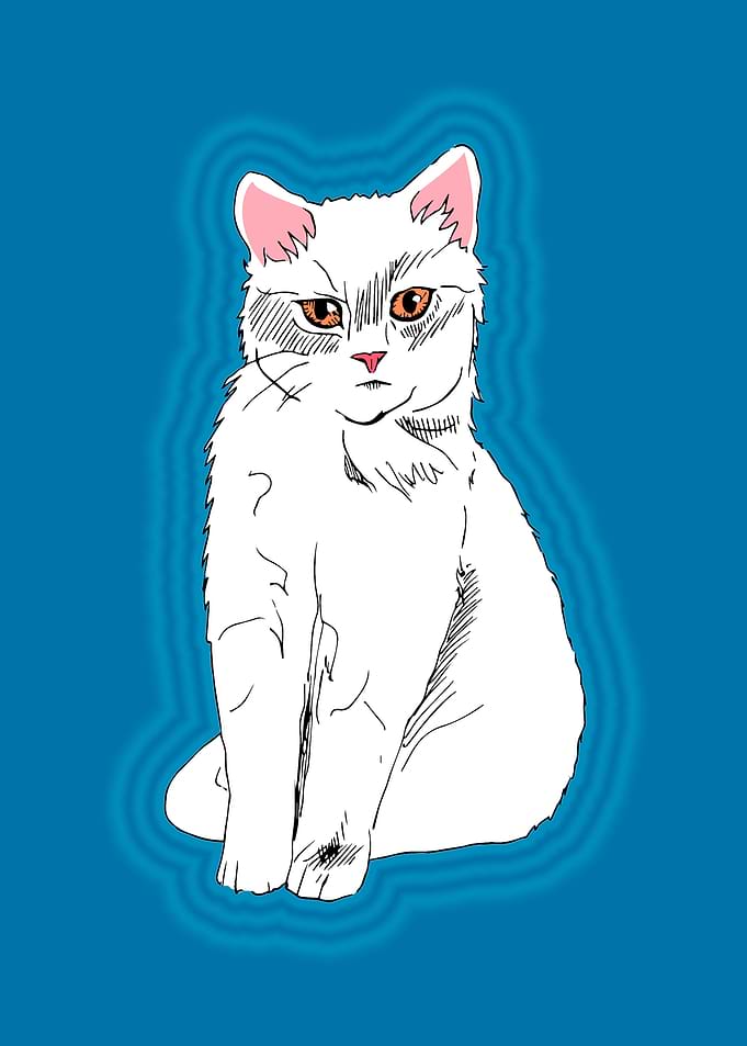 White Cat with Orange Eyes