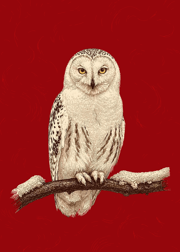 Snowy Owl on a Branch