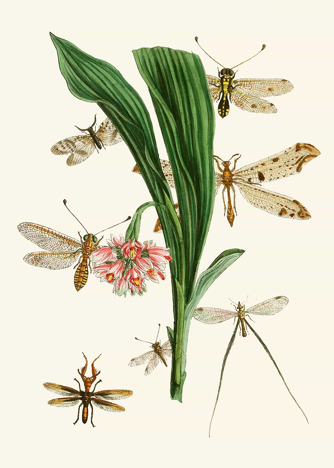 Vintage Insects and Flowers Illustration by: John Obadiah Westwood