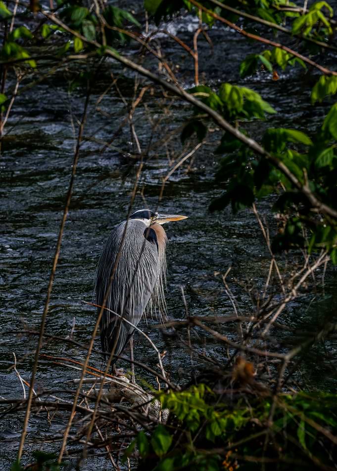 Great Blue Heron by the Water
