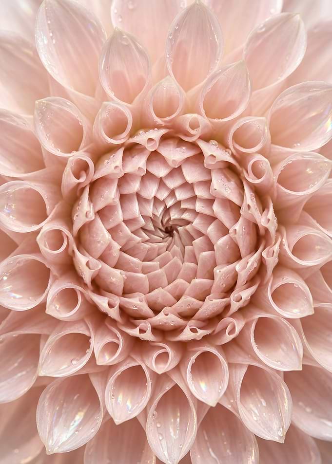 Blush Dahlia Spiral