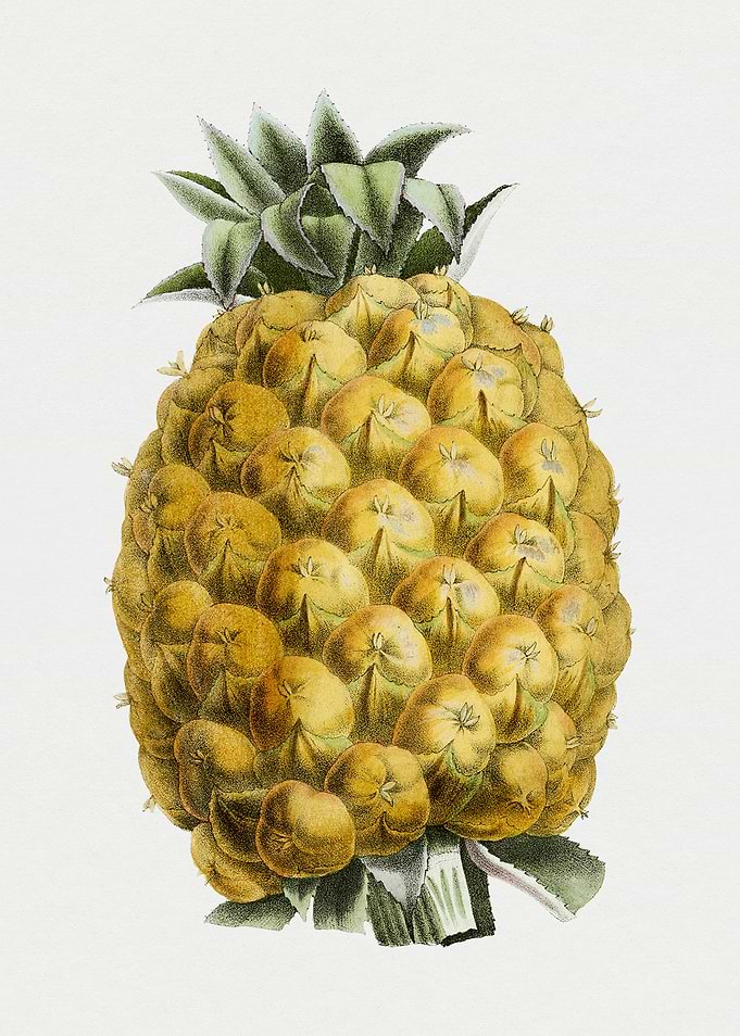 Vintage Pineapple Illustration