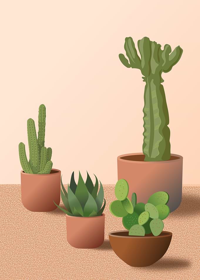 Potted Cacti and Succulents