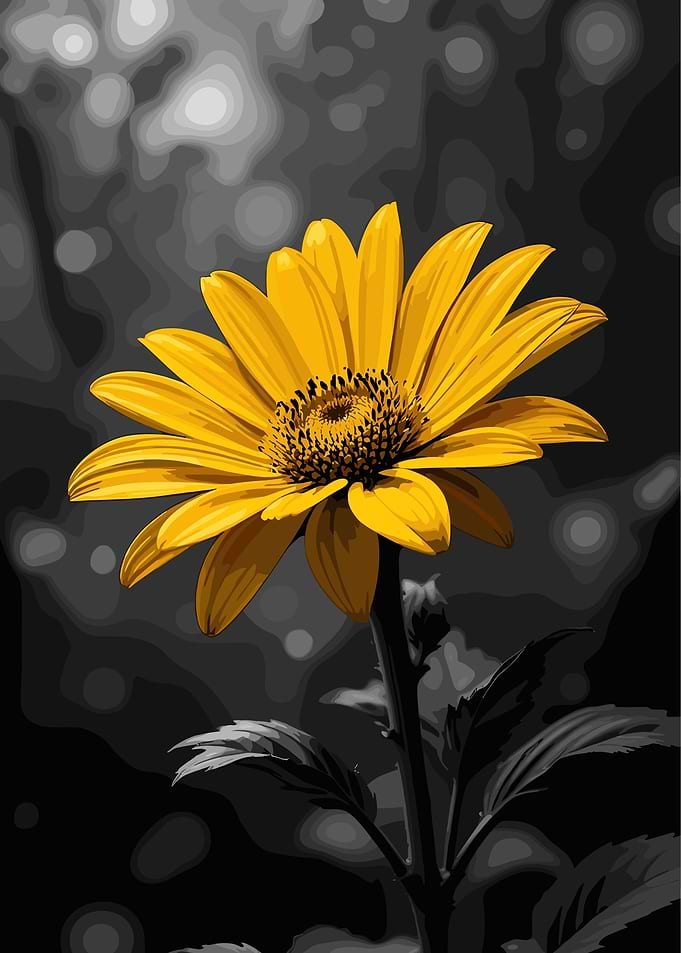 Vibrant Yellow Flower on Black and White Background