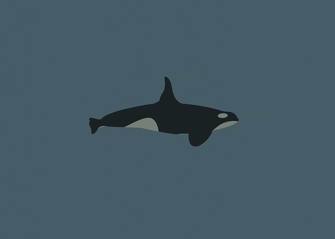 Oceanic Minimalism Orca Whale Navy Blue Art