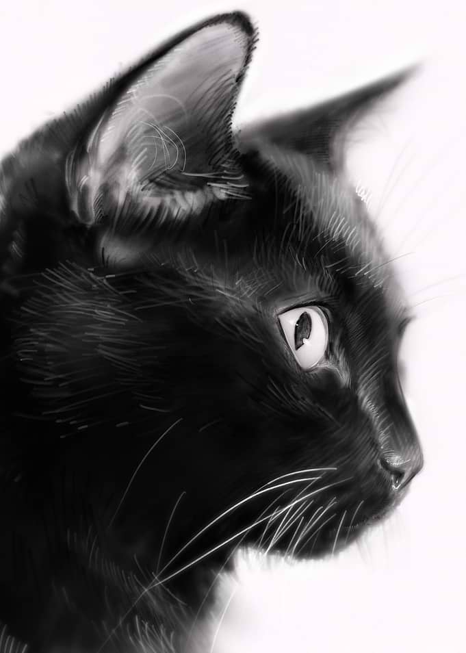 Black Cat Profile Portrait