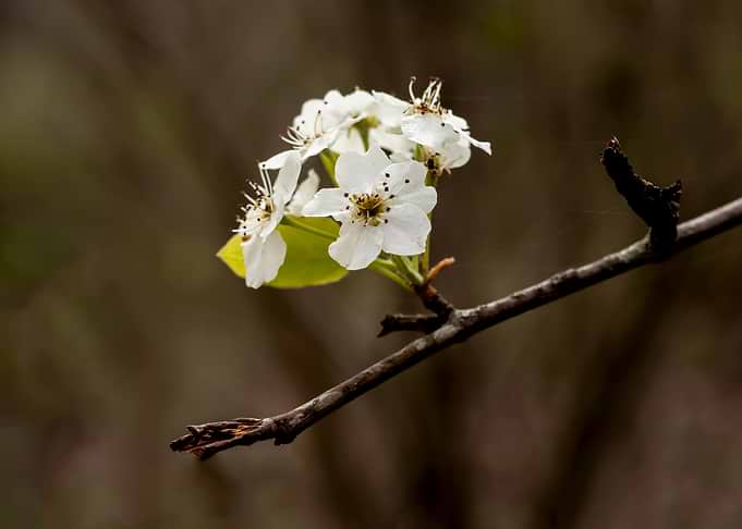 Delicate White Cherry Blossoms on a Branch