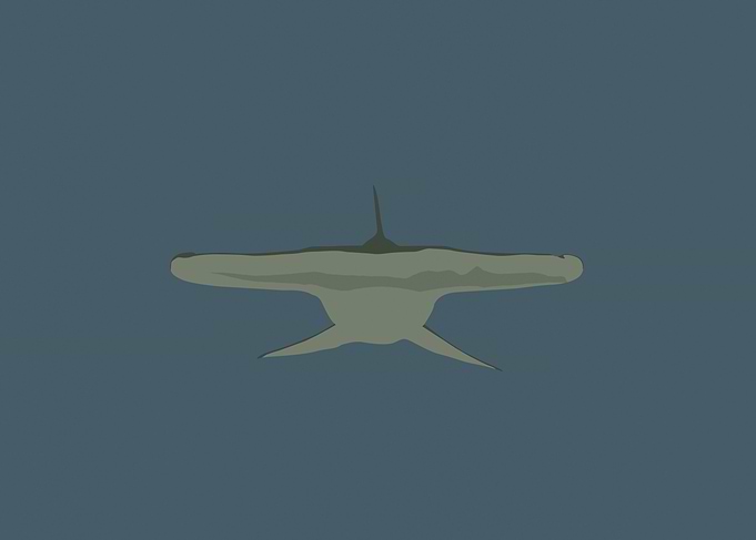 Oceanic Minimalism Hammerhead Shark Navy Blue Art