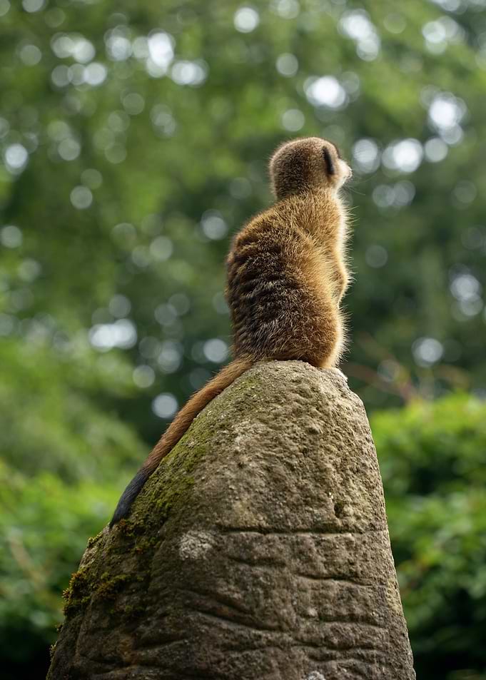 Meerkat perched on a rock
