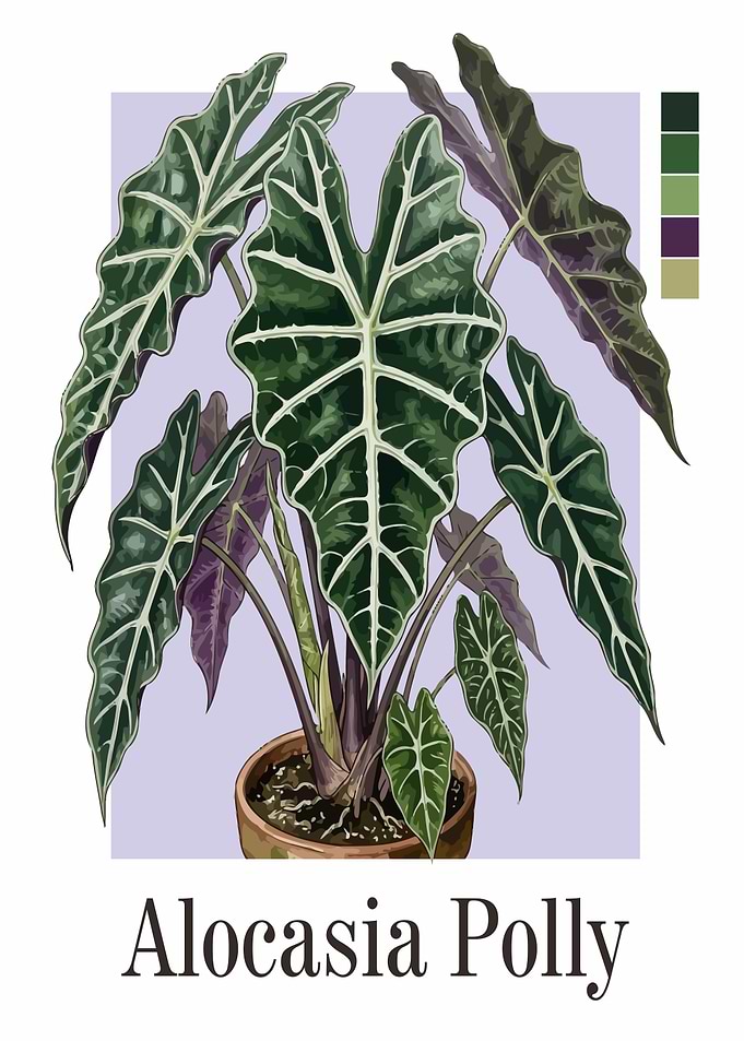 Alocasia Polly Plant Illustration