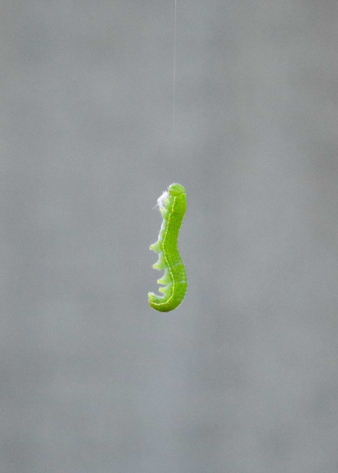 Green caterpillar hanging on a thread