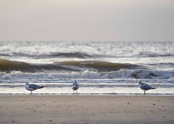 Three Seagulls in Evening Light at the North Sea Coast of Zandvoort