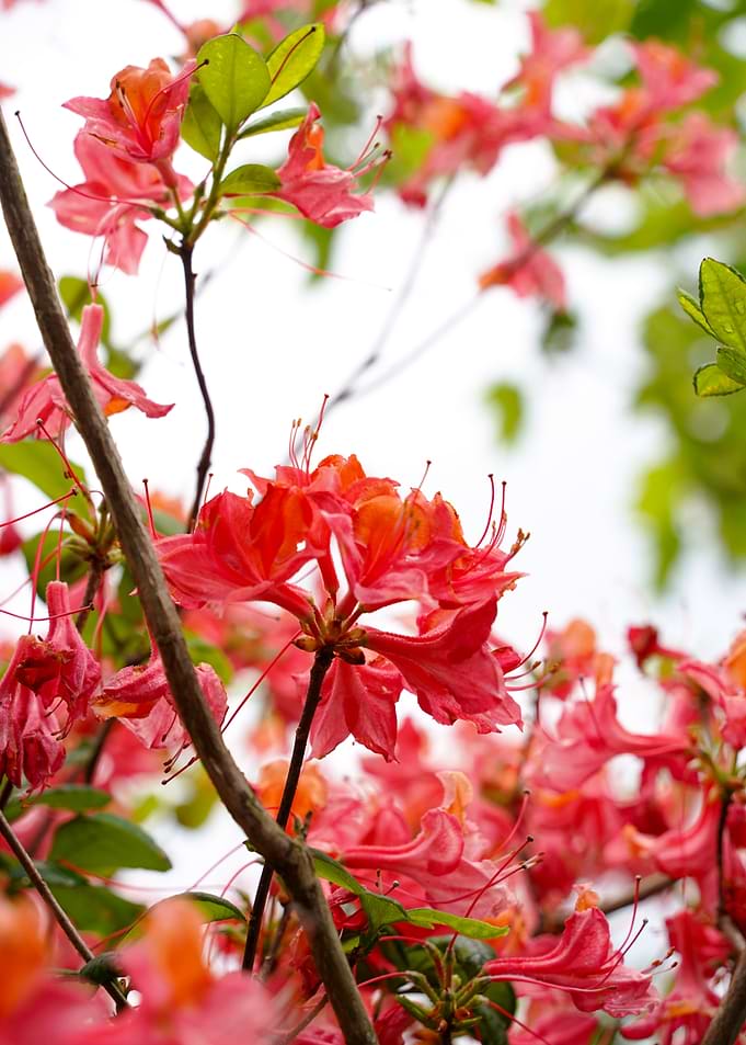 Vibrant Coral Azaleas in Bloom