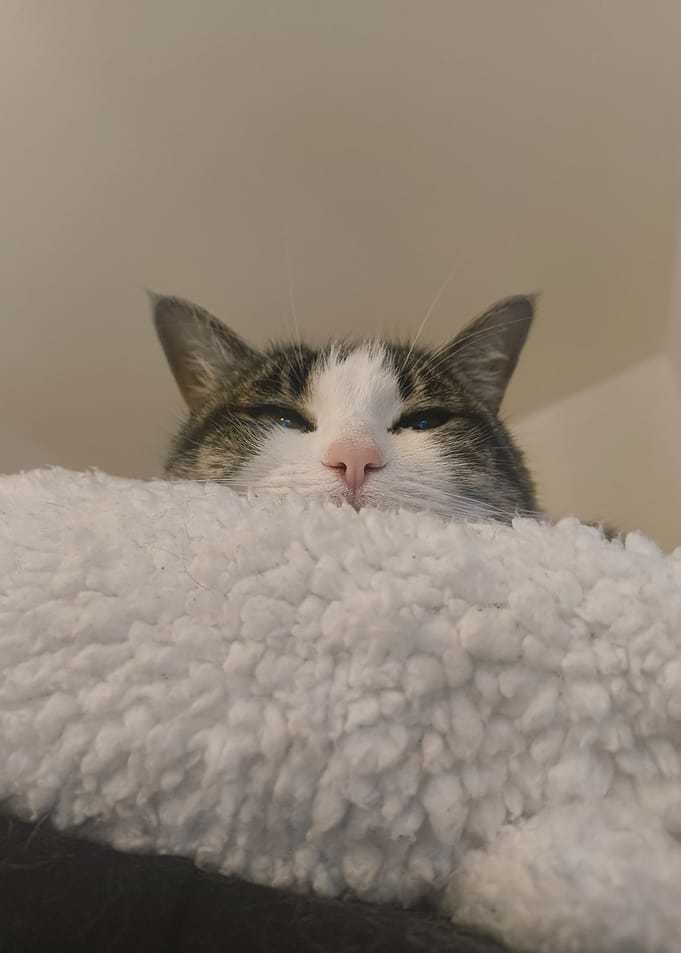 Cat peeking