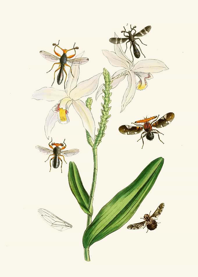 Orchid with Insects Illustration by: John Obadiah Westwood