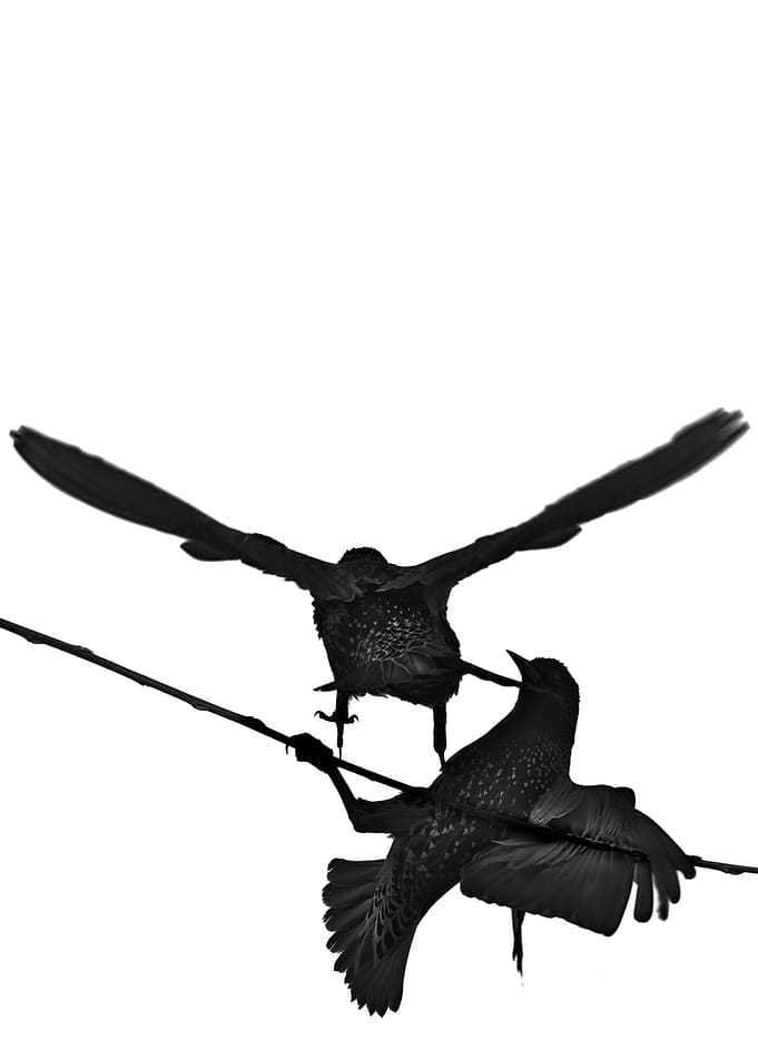 Two Birds on a Branch - Silhouette