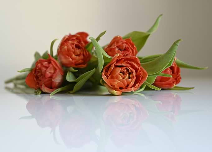 Orange Tulips with Reflection