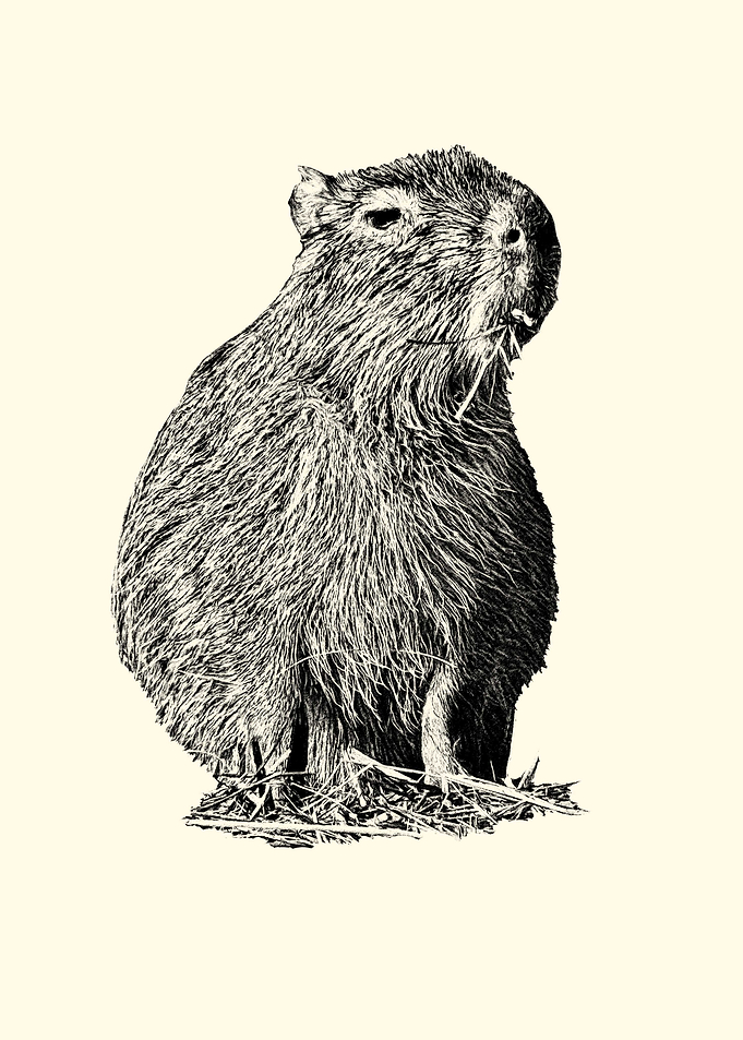 Capybara Eating Grass Illustration