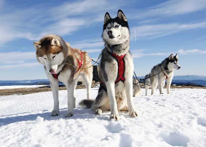 Husky dogs in the snow