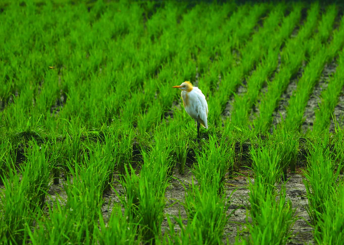 Lone Guardian Cattle Egret in Bali Rice Fields Photography