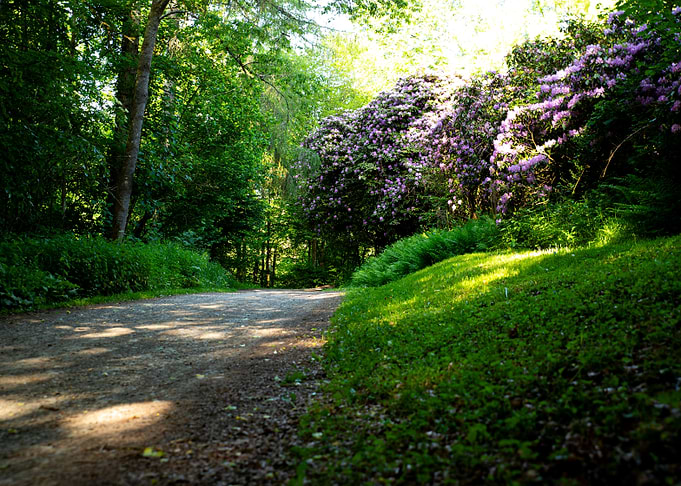 Sunlit Garden Path with Rhododendrons