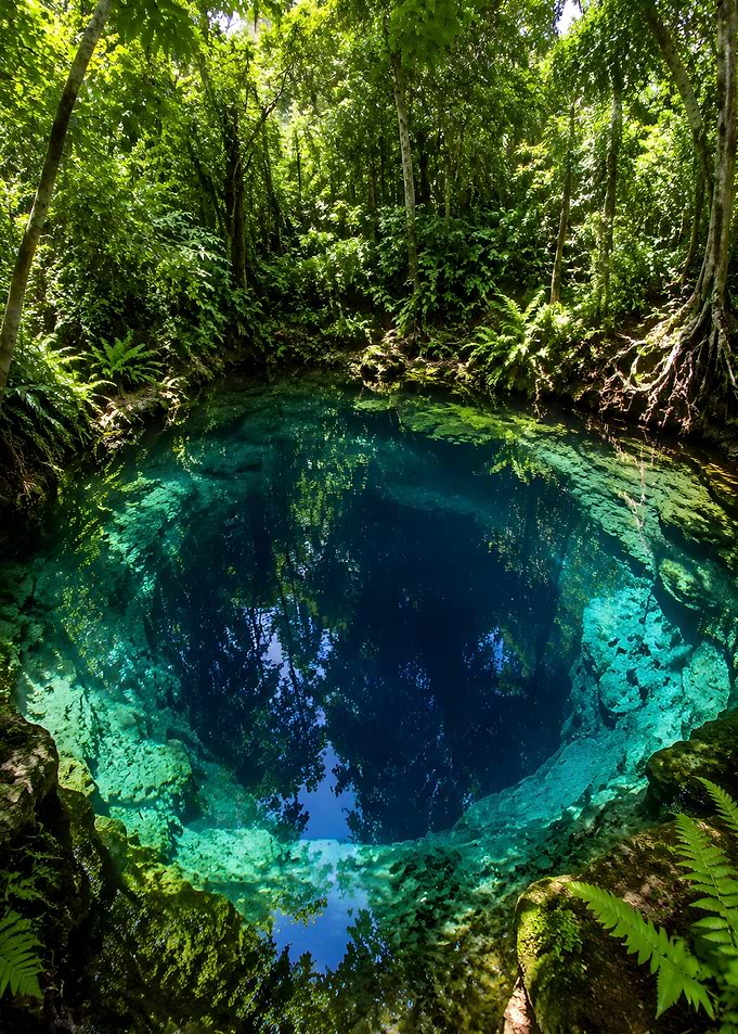 Jungle Cenote with Crystal Clear Water