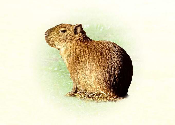 Capybara sitting on straw