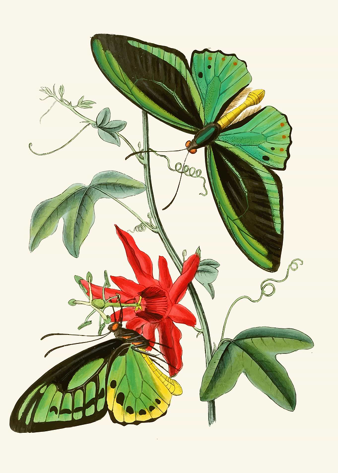 Two Green Butterflies on a Vine by: John Obadiah Westwood