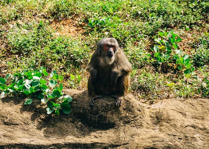 Monkey sitting on a rock