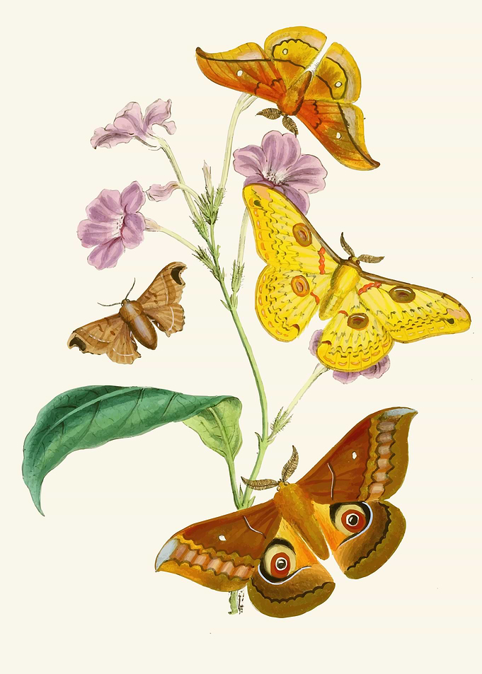 Vintage Moth and Flower Illustration By: John Obadiah Westwood