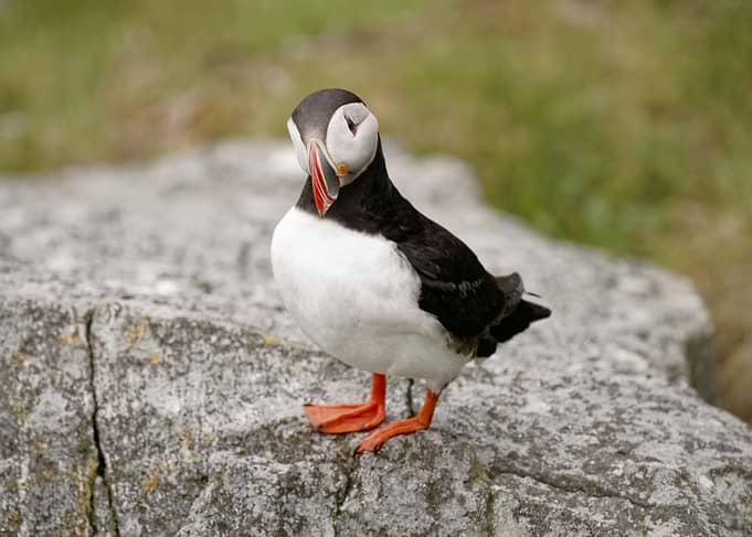 A close-up of a puffin (Fratercula arctica) looking curiously at the camera