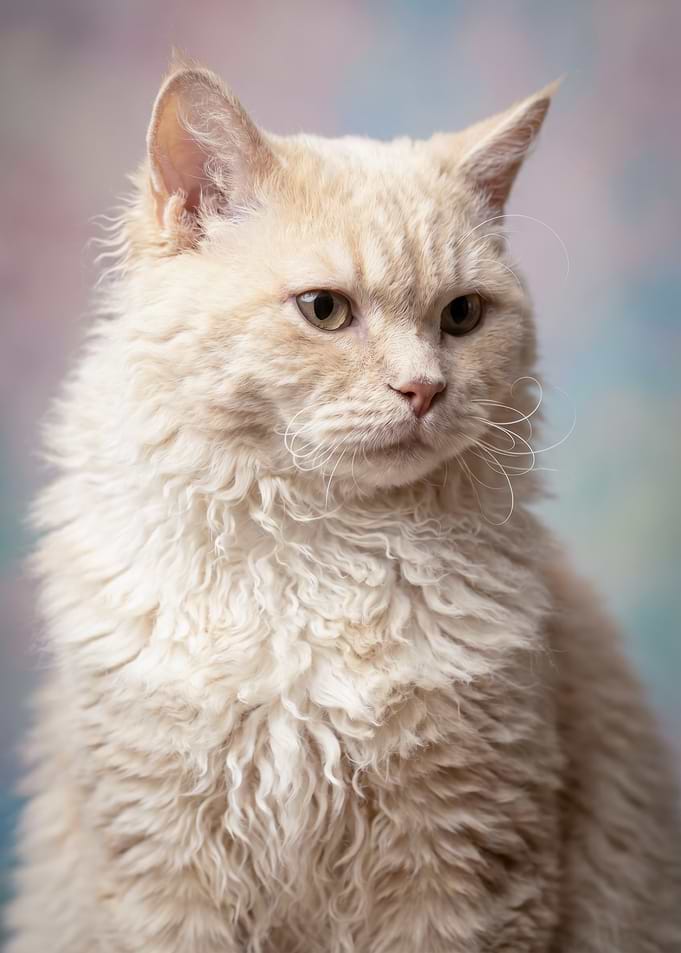 Cream Rex Cat Portrait